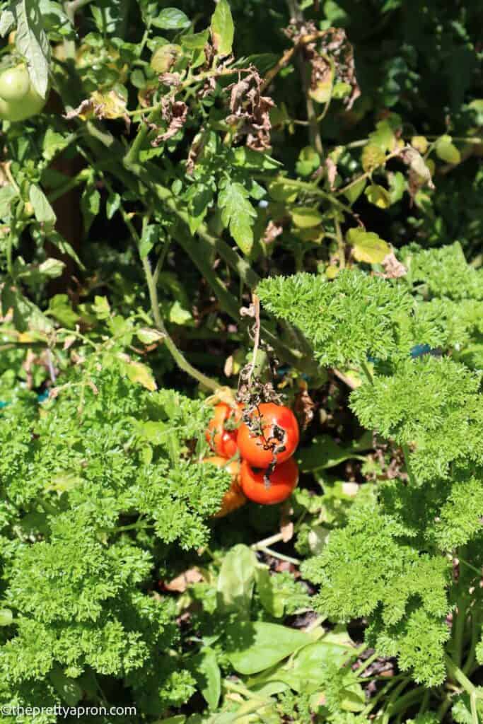 Parsley, tomatoes, growing in wild garden