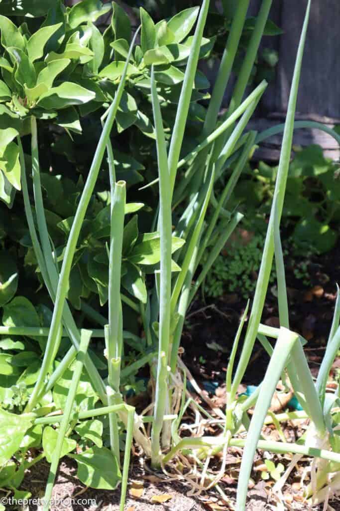 Spring onions or green onions growing in my garden