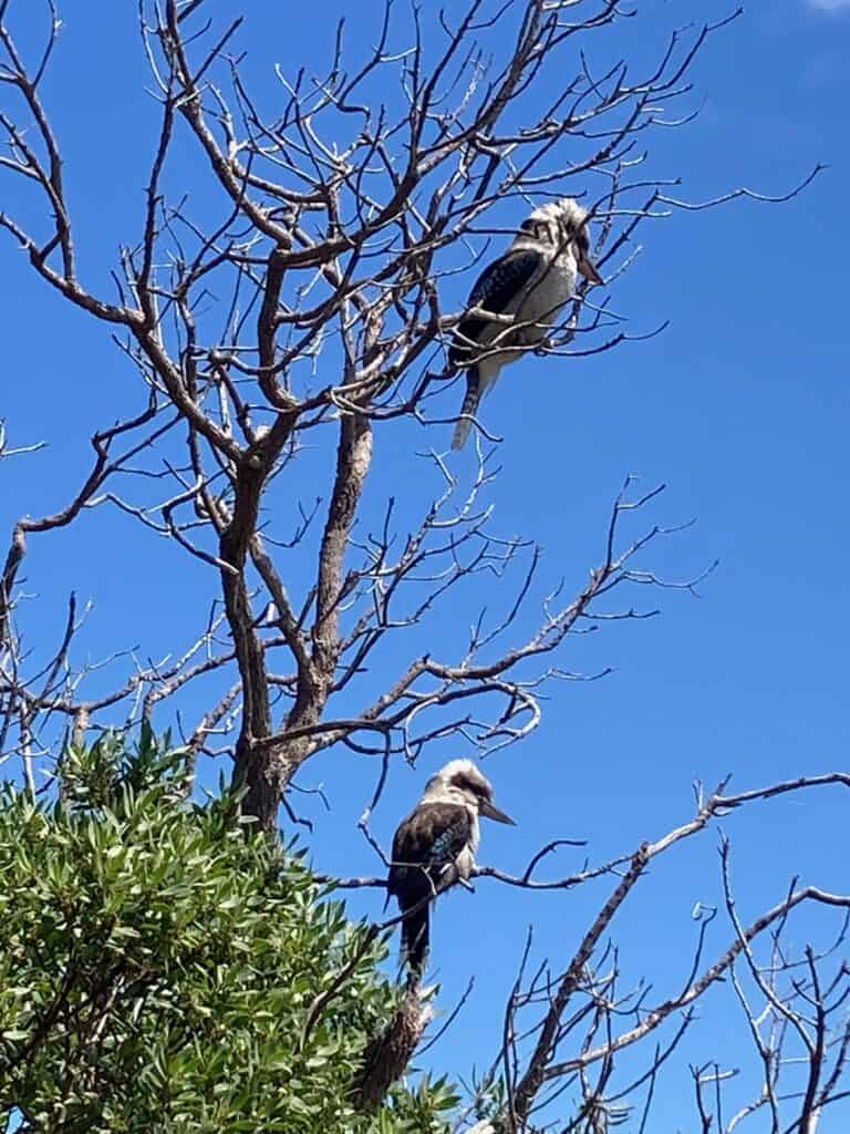 Two kookaburras in a tree on Raymond Island in Victoria