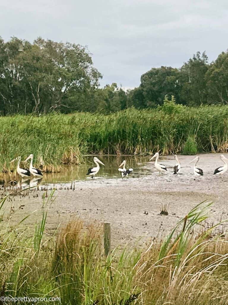 Pelicans at the wetlands